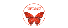 Shasta Daisy
